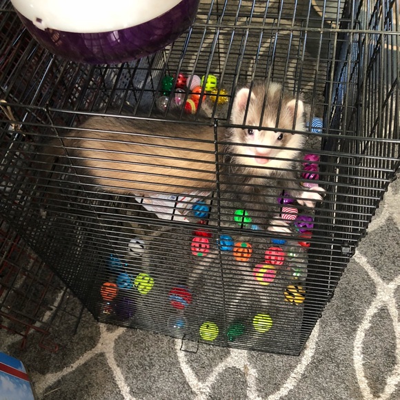 Meet your Posher, Bela 🐰 - Picture 5 of 7